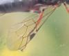 Pimpla turionellae
